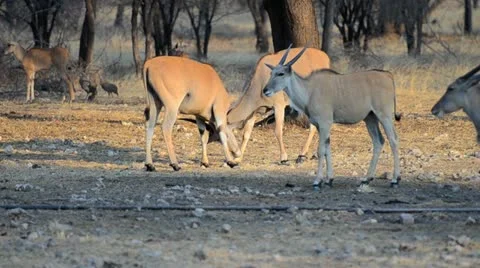 Eland antelopes fighting Stock Footage 21597799