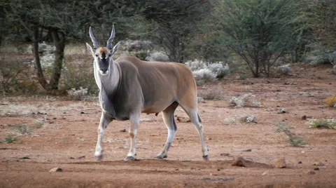 Eland Bull Stock Footage 62646740