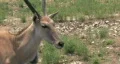 Eland close walking M HD HD Footage