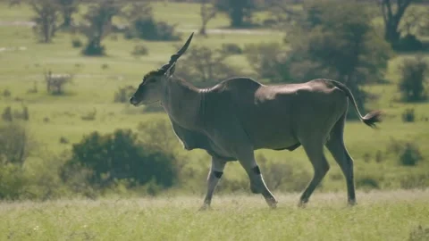 Eland crossing the plains. Stock Footage 156465992