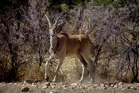 An eland at daa... Stock-Fotos