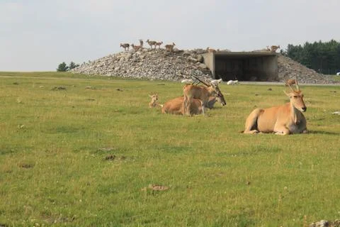 Eland Deer 写真素材