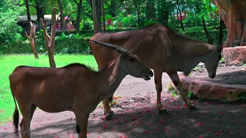 Eland Eat 스톡 동영상 243947916