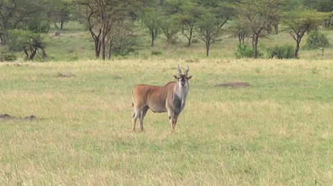 Eland Stock Footage 10720070