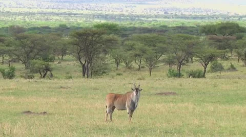 Eland Stock Footage 10720104