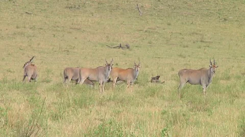 Eland Stock Footage 10720139