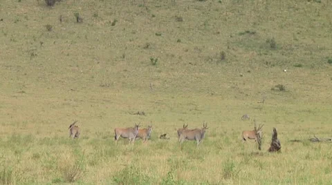 Eland Stock Footage 10720173