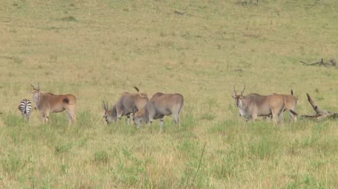 Eland Stock Footage 10721046