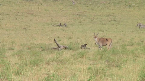 Eland Stock Footage 10721055