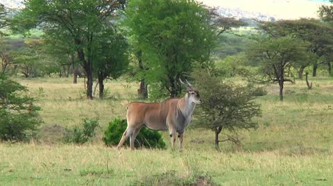 Eland Stock Footage 10749038