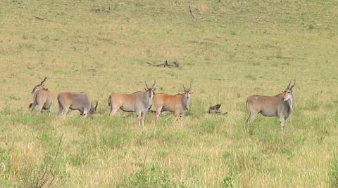 Eland Stock Footage 10749051