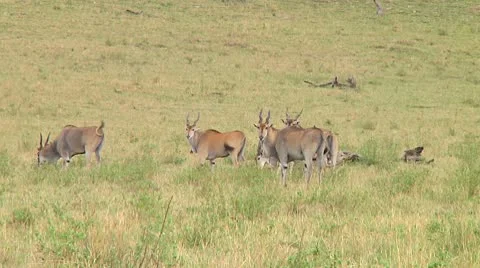 Eland Stock Footage 10749065