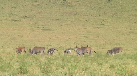 Eland Stock Footage 10749082