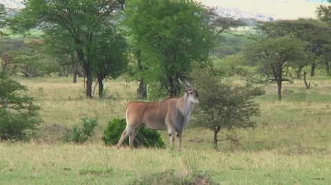 Eland Stock Footage 10755475