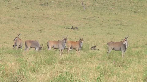 Eland Stock Footage 10755516