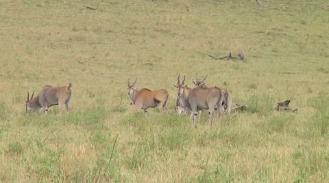 Eland Stock Footage 10755564