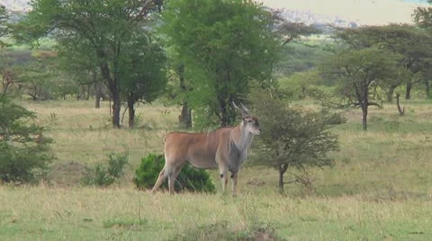 Eland Stock Footage 10758470