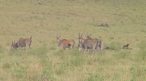 Eland Stock Footage 10758489