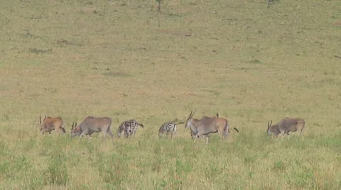 Eland Stock Footage 10758495