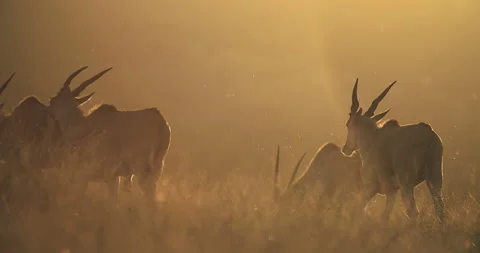 Eland Stock Footage 142014196