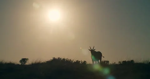 Eland Stock Footage 142020055