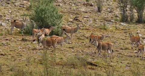 Eland Herd Stock Footage 60381683