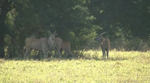 Eland Herd Stock Footage 62649287