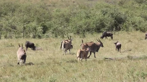 Eland herd moving through field Stock Footage 62795098