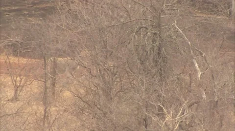 Eland herd running through the bush Stock Footage 50620795