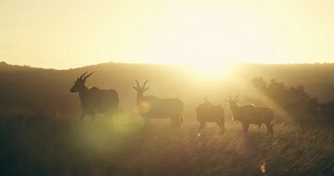 Eland herd at Sunset Stock Footage 142014911
