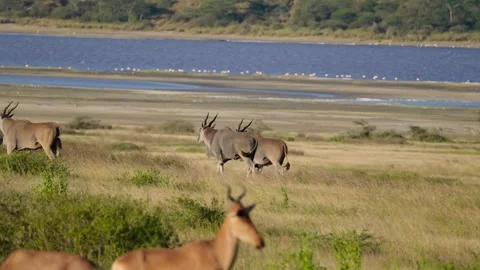 Eland Herd Walking Stock Footage 327620403