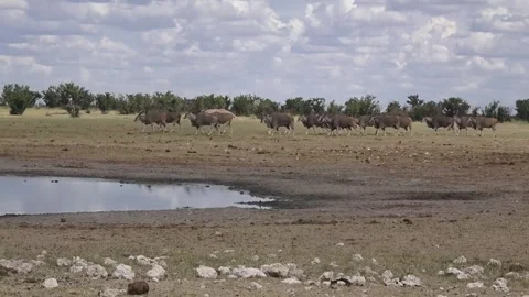 Eland herd walks R→L as a single group — Part 5 (end-beat) Stock Footage 320809096