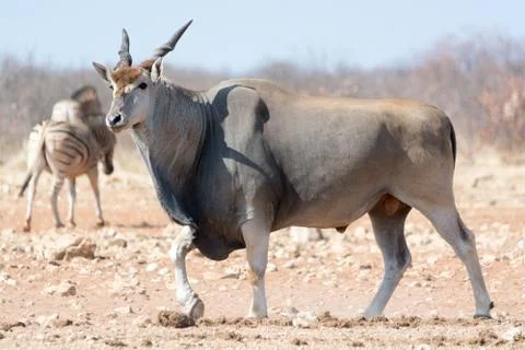 Eland Stock Photos