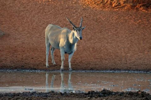 Eland Fotos de archivo