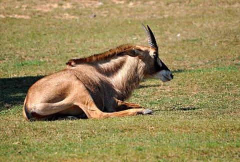 Eland Stock Photos