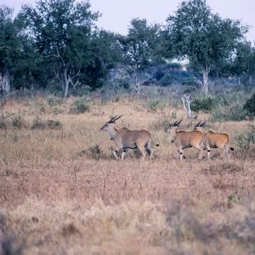 Eland Stock Photos