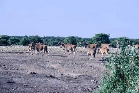 Eland Stock Photos