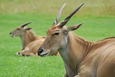 Eland resting Stock Photos