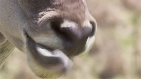 Eland snout Stock Footage 27342705