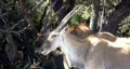 Eland standing under trees African wildlife close HD HD Footage