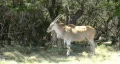 Eland standing under trees HD HD Footage