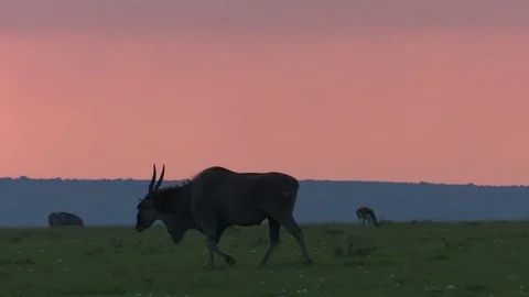 ELAND WALKS AT SUNSET Video stock 88102177