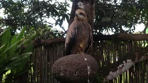 Elang Vídeo Stock 338337524