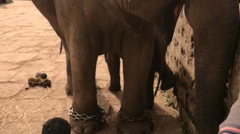 Elaphant with his young one Video stock 60765287