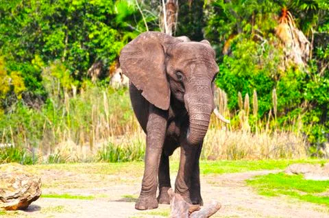 Elaphant Stock Photos