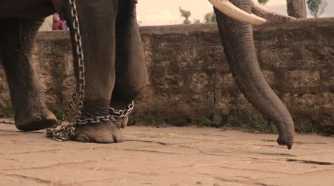 Elaphant walking in shackles Stock Footage 60765430