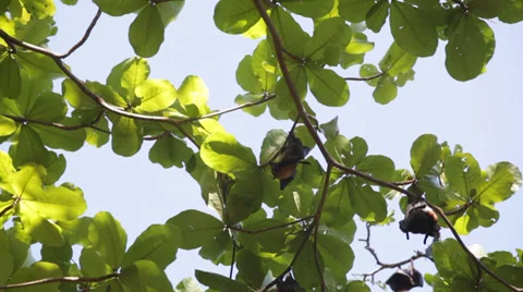 Elaxed flying foxes sleeping on the tree during day Stock Footage 39018873