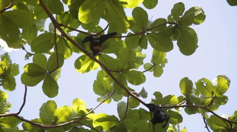 Elaxed flying foxes sleeping on the tree during day Stock Footage 39018929