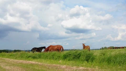 The Elbe in Lower Saxony with banks Stock Footage 244446782