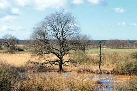 Elbe river meadows in springtime. willow trees Stock Photos
